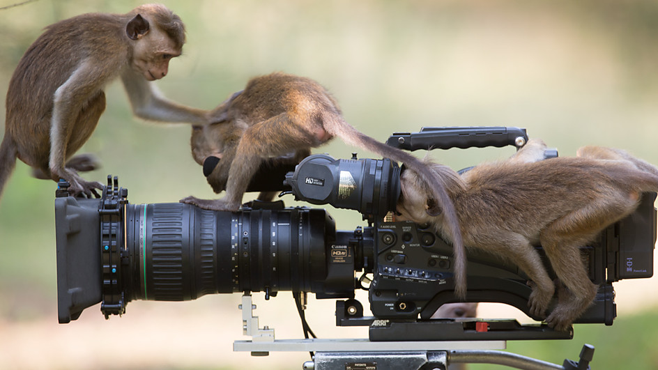 DittusQA_Macaquesinvestigatefilmcamera